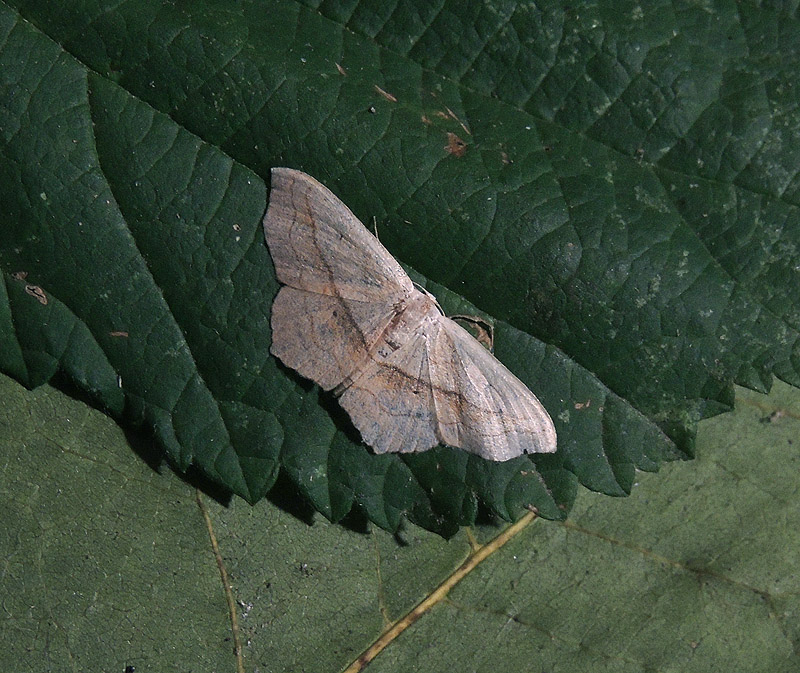 Scopula imitaria Geometridae